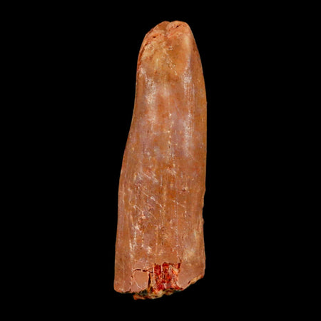 1.5" Rebbachisaurus Sauropod Fossil Tooth Early Cretaceous Dinosaur COA, Display