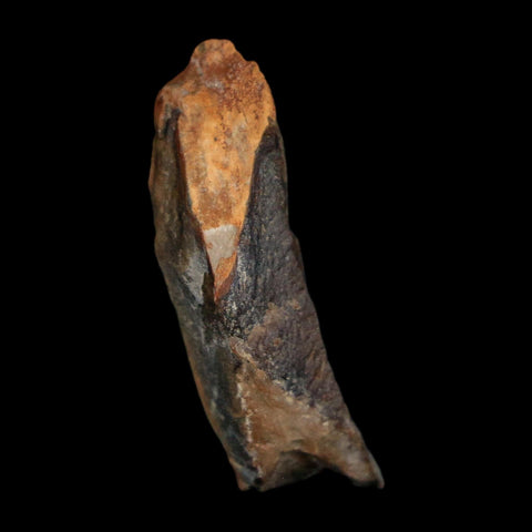 1.2" Tyrannosaurus Rex Fossil Bone Dinosaur Lance Creek Formation Wyoming COA