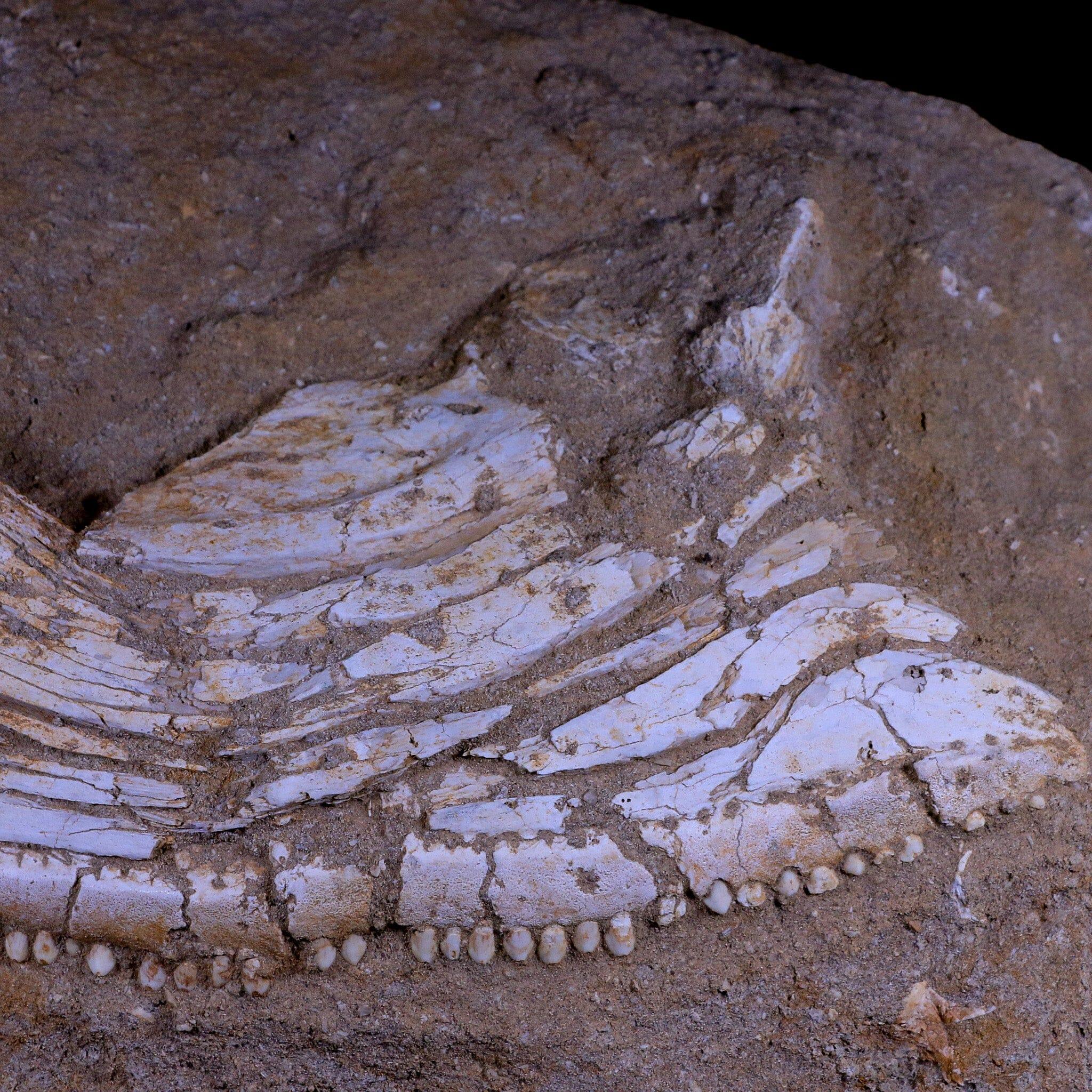 11.5" Eutrichiurides Fossil Fish Jaw Teeth In Matrix Cretaceous Dinosaur Era Morocco - Fossil Age Minerals