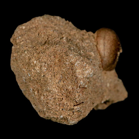 0.7" Mosasaur Globidens Fossil Tooth In Matrix Cretaceous Dinosaur Era COA - Fossil Age Minerals