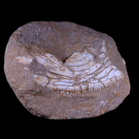 11.5 Eutrichiurides Fossil Fish Jaw Teeth In Matrix Cretaceous Dinosaur Era Morocco - Fossil Age Minerals