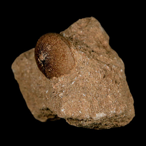 0.7" Mosasaur Globidens Fossil Tooth In Matrix Cretaceous Dinosaur Era COA - Fossil Age Minerals