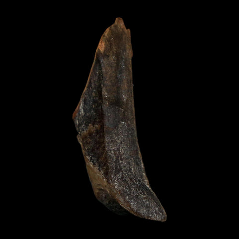 1.2" Tyrannosaurus Rex Fossil Bone Dinosaur Lance Creek Formation Wyoming COA