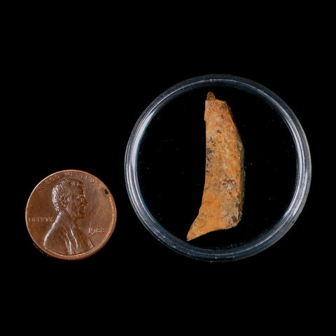 1.2" Tyrannosaurus Rex Fossil Bone Dinosaur Lance Creek Formation Wyoming COA