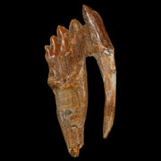 2.5" Basilosaurus Tooth Rooted Prehistoric Whale 34 Mil Yrs Old Late Eocene COA