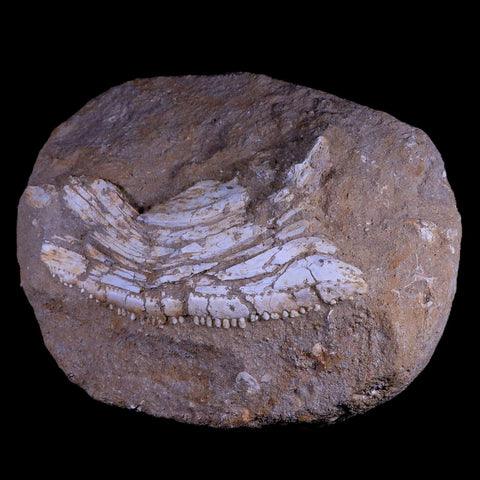 11.5 Eutrichiurides Fossil Fish Jaw Teeth In Matrix Cretaceous Dinosaur Era Morocco - Fossil Age Minerals