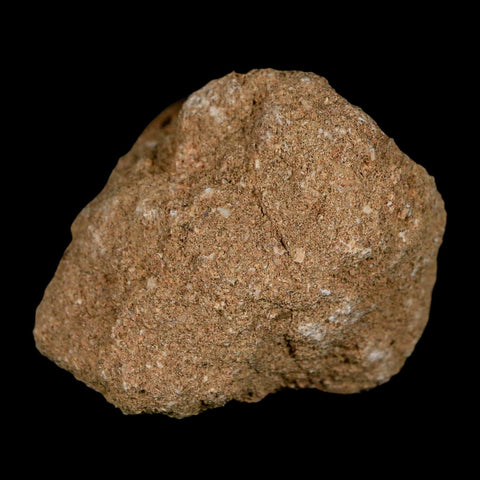 0.7" Mosasaur Globidens Fossil Tooth In Matrix Cretaceous Dinosaur Era COA - Fossil Age Minerals