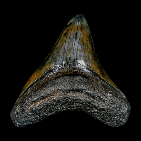 3.3" Quality Megalodon Shark Tooth Serrated Fossil Natural Miocene Age COA - Fossil Age Minerals