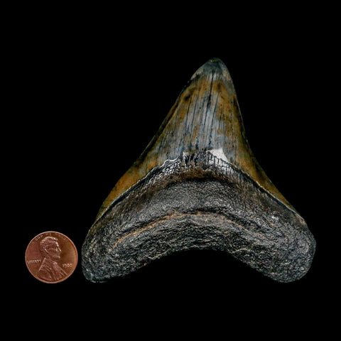 3.3" Quality Megalodon Shark Tooth Serrated Fossil Natural Miocene Age COA - Fossil Age Minerals