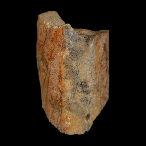 1.1" Tyrannosaurus Rex Fossil Bone Dinosaur Lance Creek Formation Wyoming COA