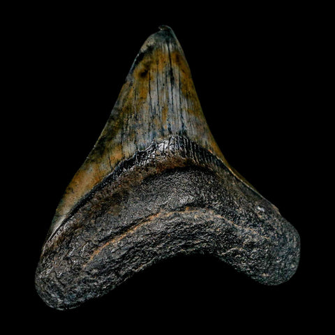 3.3" Quality Megalodon Shark Tooth Serrated Fossil Natural Miocene Age COA - Fossil Age Minerals