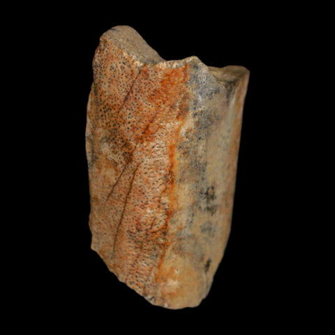1.1" Tyrannosaurus Rex Fossil Bone Dinosaur Lance Creek Formation Wyoming COA