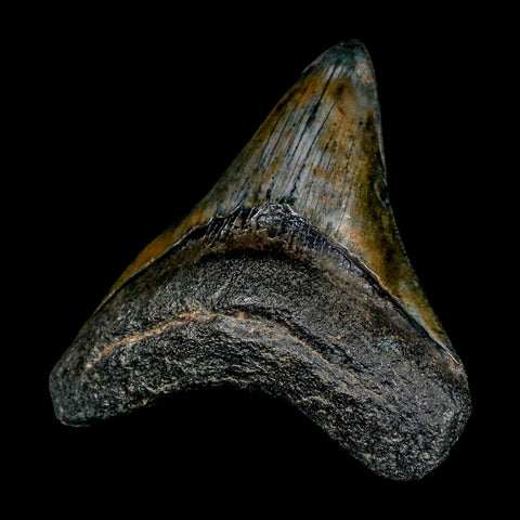 3.3" Quality Megalodon Shark Tooth Serrated Fossil Natural Miocene Age COA - Fossil Age Minerals