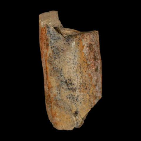 1.1" Tyrannosaurus Rex Fossil Bone Dinosaur Lance Creek Formation Wyoming COA