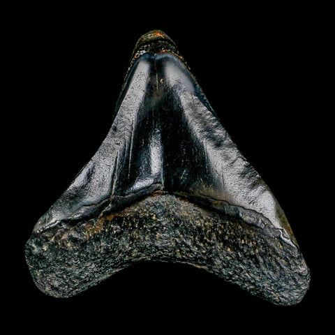 3.3" Quality Megalodon Shark Tooth Serrated Fossil Natural Miocene Age COA - Fossil Age Minerals