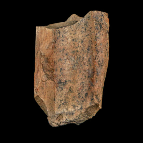 1.1" Tyrannosaurus Rex Fossil Bone Dinosaur Lance Creek Formation Wyoming COA