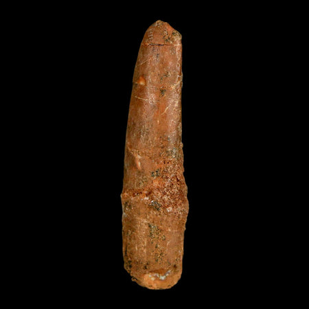 1.8" Rebbachisaurus Sauropod Fossil Tooth Early Cretaceous Dinosaur COA, Display