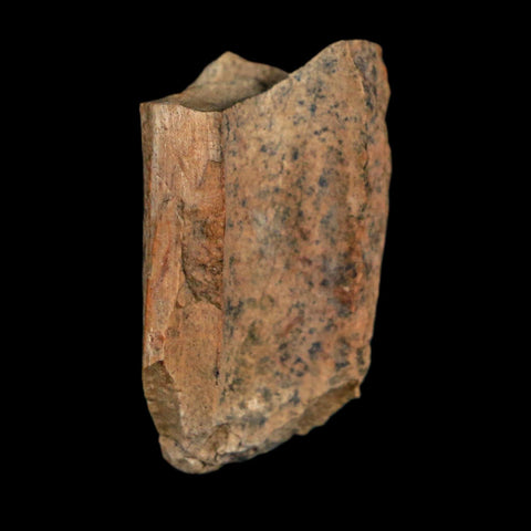 1.1" Tyrannosaurus Rex Fossil Bone Dinosaur Lance Creek Formation Wyoming COA