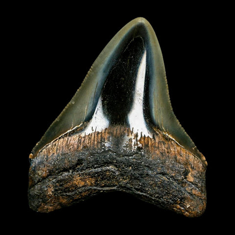 2.6" Quality Megalodon Shark Tooth Serrated Fossil Natural Miocene Age COA - Fossil Age Minerals