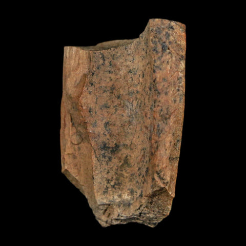 1.1" Tyrannosaurus Rex Fossil Bone Dinosaur Lance Creek Formation Wyoming COA