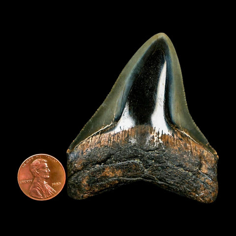 2.6" Quality Megalodon Shark Tooth Serrated Fossil Natural Miocene Age COA - Fossil Age Minerals