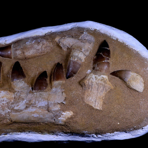 17.5" Prognathodon Mosasaur Fossil Jaw Teeth Cretaceous Dinosaur Era COA, Stand - Fossil Age Minerals