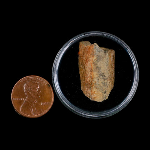 1.1" Tyrannosaurus Rex Fossil Bone Dinosaur Lance Creek Formation Wyoming COA