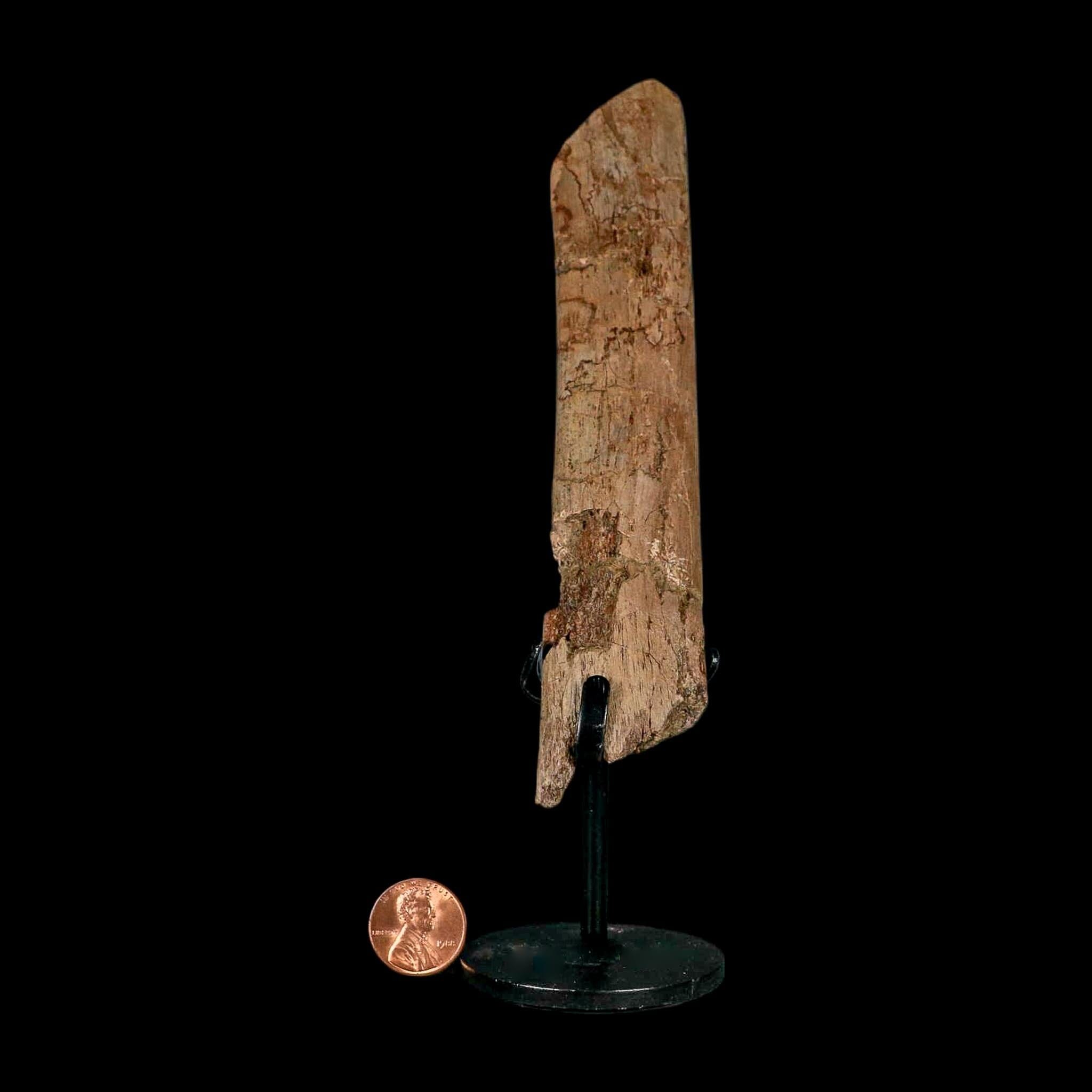 6.3" Hadrosaur Dinosaur Fossil Rib Bone Hell Creek FM MT COA Metal Stand - Fossil Age Minerals