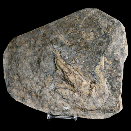 4.3" Grallator Variabilis Dinosaurs Tracks Foot Prints Jurassic Age France COA, Stand