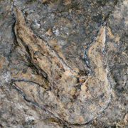 4.3" Grallator Variabilis Dinosaurs Tracks Foot Prints Jurassic Age France COA, Stand