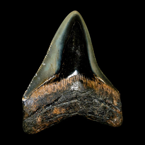 2.6" Quality Megalodon Shark Tooth Serrated Fossil Natural Miocene Age COA - Fossil Age Minerals