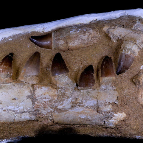 17.5" Prognathodon Mosasaur Fossil Jaw Teeth Cretaceous Dinosaur Era COA, Stand - Fossil Age Minerals