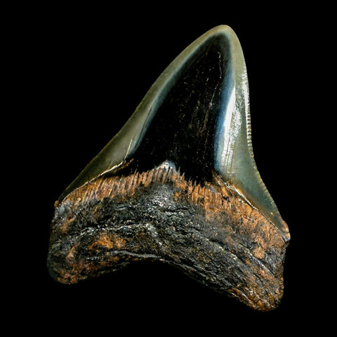 2.6" Quality Megalodon Shark Tooth Serrated Fossil Natural Miocene Age COA - Fossil Age Minerals