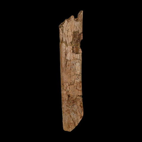 6.3" Hadrosaur Dinosaur Fossil Rib Bone Hell Creek FM MT COA Metal Stand - Fossil Age Minerals