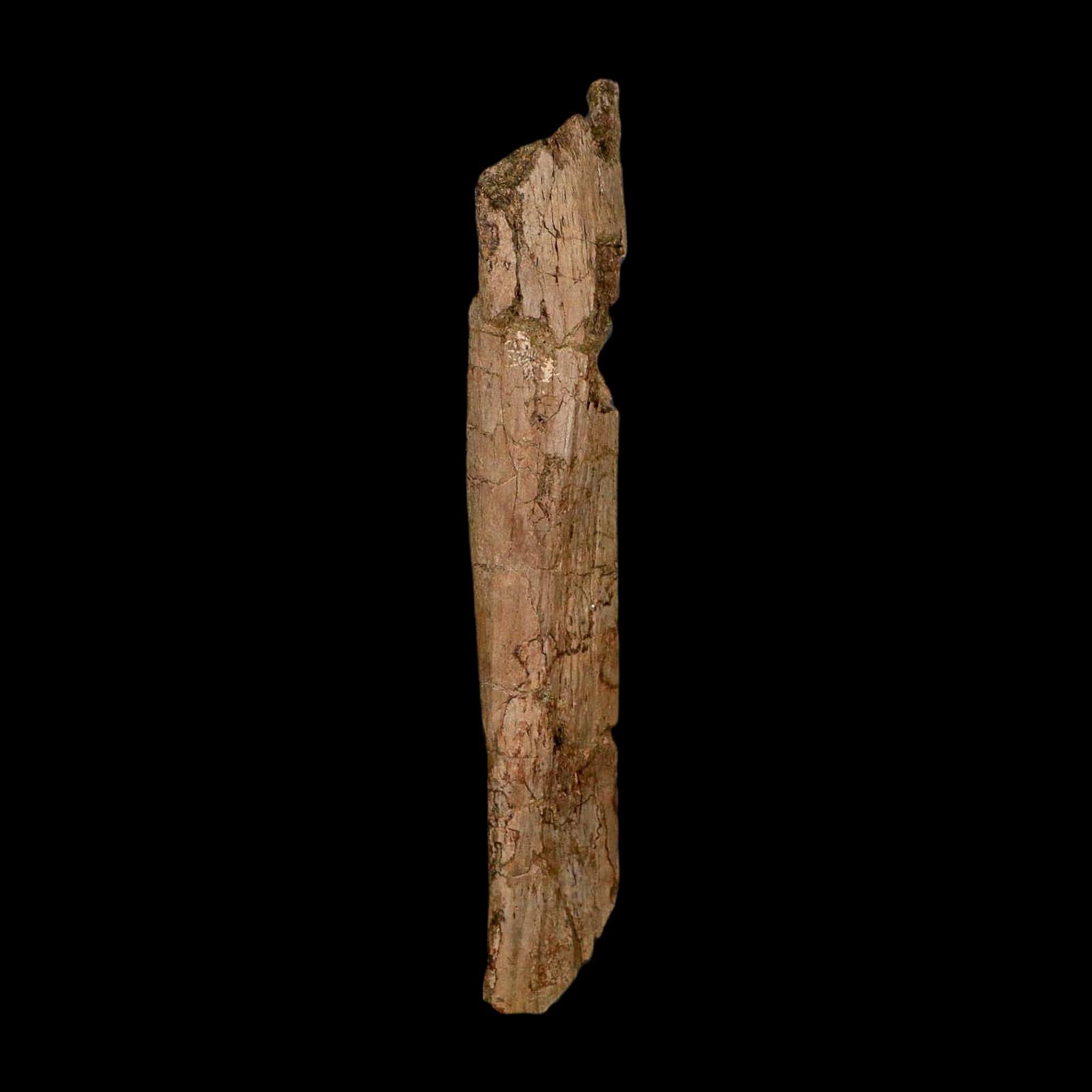 6.3" Hadrosaur Dinosaur Fossil Rib Bone Hell Creek FM MT COA Metal Stand - Fossil Age Minerals