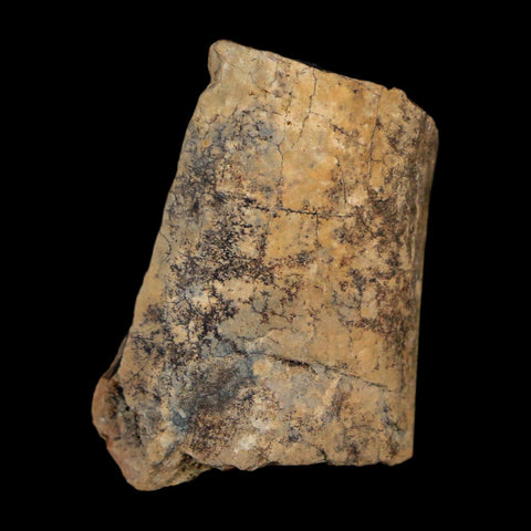 1.1" Tyrannosaurus Rex Fossil Bone Dinosaur Lance Creek Formation Wyoming COA