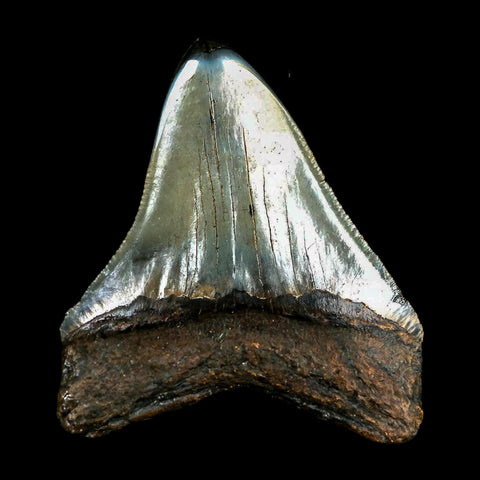 2.6" Quality Megalodon Shark Tooth Serrated Fossil Natural Miocene Age COA - Fossil Age Minerals