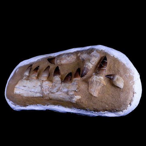 17.5" Prognathodon Mosasaur Fossil Jaw Teeth Cretaceous Dinosaur Era COA, Stand - Fossil Age Minerals