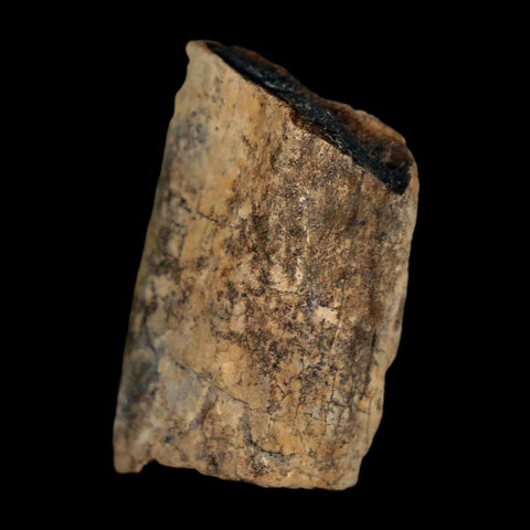 1.1" Tyrannosaurus Rex Fossil Bone Dinosaur Lance Creek Formation Wyoming COA