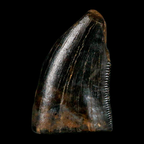 0.5" Tyrannosaur Serrated Fossil Tooth Cretaceous Dinosaur Judith River FM MT COA - Fossil Age Minerals