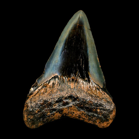 2.7" Quality Megalodon Shark Tooth Serrated Fossil Natural Miocene Age COA - Fossil Age Minerals