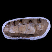 16" Prognathodon Mosasaur Fossil Jaw Teeth Cretaceous Dinosaur Era COA, Stand