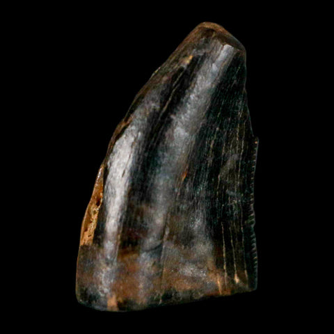 0.5" Tyrannosaur Serrated Fossil Tooth Cretaceous Dinosaur Judith River FM MT COA - Fossil Age Minerals