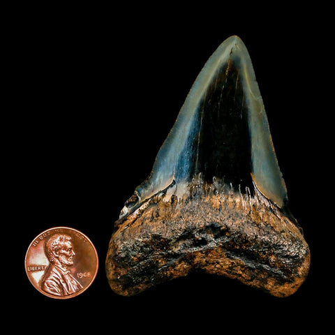2.7" Quality Megalodon Shark Tooth Serrated Fossil Natural Miocene Age COA - Fossil Age Minerals