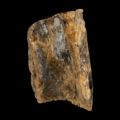 1.1" Tyrannosaurus Rex Fossil Bone Dinosaur Lance Creek Formation Wyoming COA