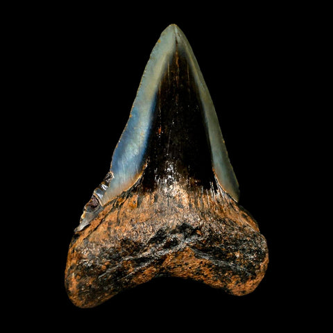 2.7" Quality Megalodon Shark Tooth Serrated Fossil Natural Miocene Age COA - Fossil Age Minerals