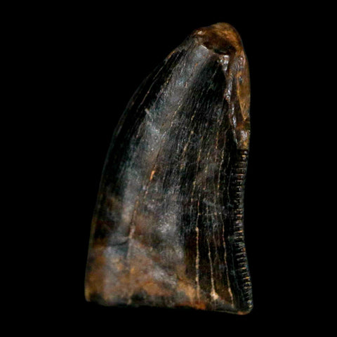0.5" Tyrannosaur Serrated Fossil Tooth Cretaceous Dinosaur Judith River FM MT COA - Fossil Age Minerals