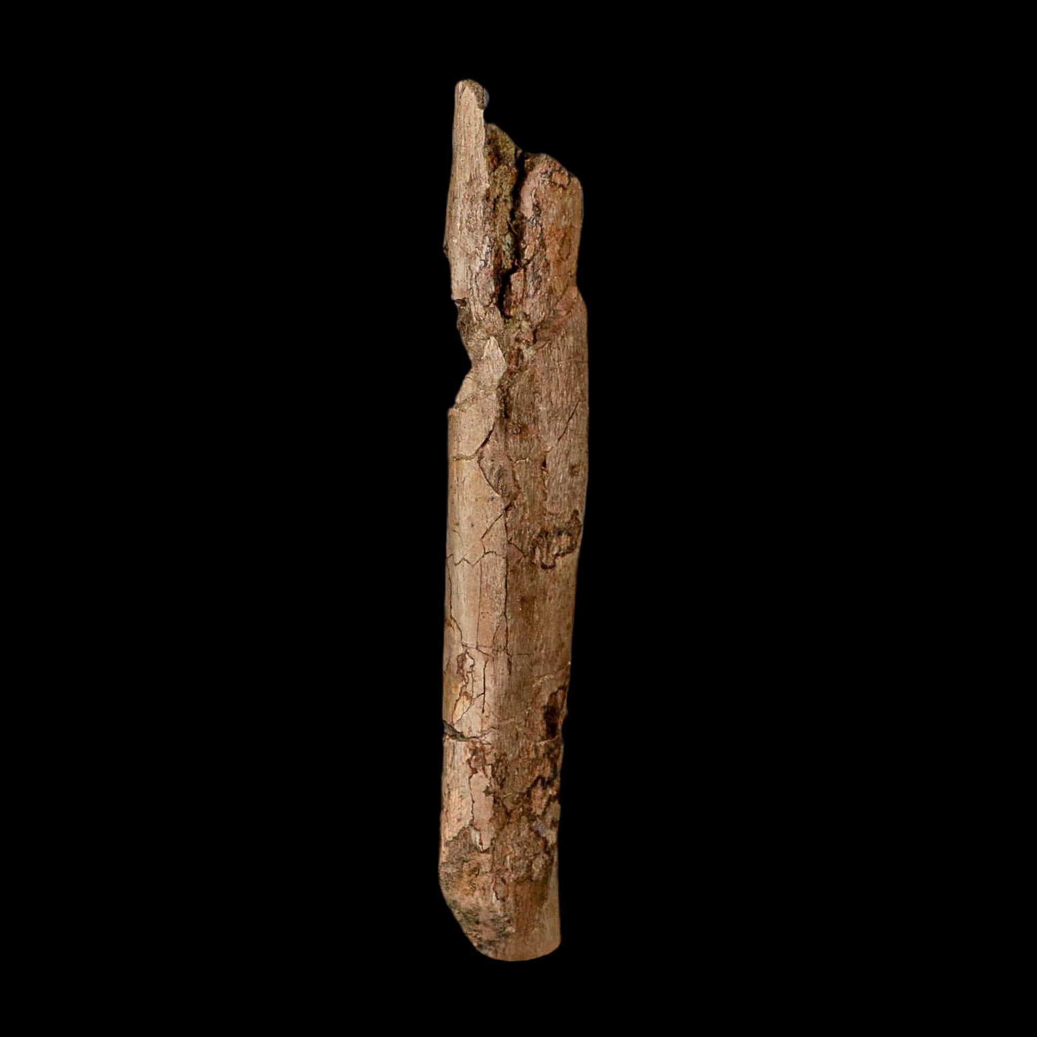 6.3" Hadrosaur Dinosaur Fossil Rib Bone Hell Creek FM MT COA Metal Stand - Fossil Age Minerals