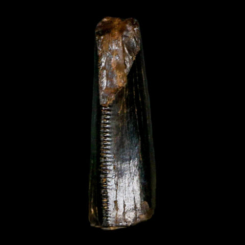 0.5" Tyrannosaur Serrated Fossil Tooth Cretaceous Dinosaur Judith River FM MT COA - Fossil Age Minerals