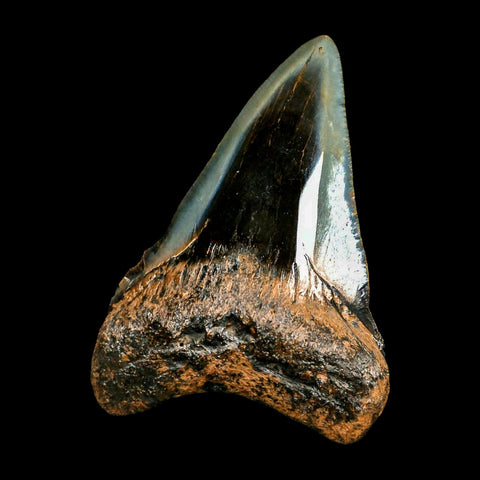 2.7" Quality Megalodon Shark Tooth Serrated Fossil Natural Miocene Age COA - Fossil Age Minerals